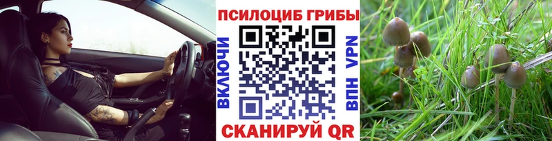 наркотики  Муром  Псилоцибиновые грибы мицелий 